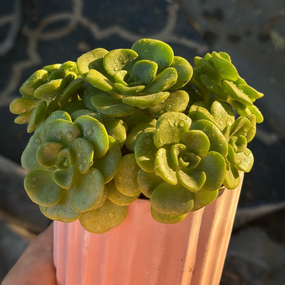 Aeonium Lilipad Rosette